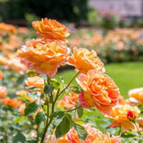Trandafir Lady of Shalott, cu flori portocalii foarte parfumate