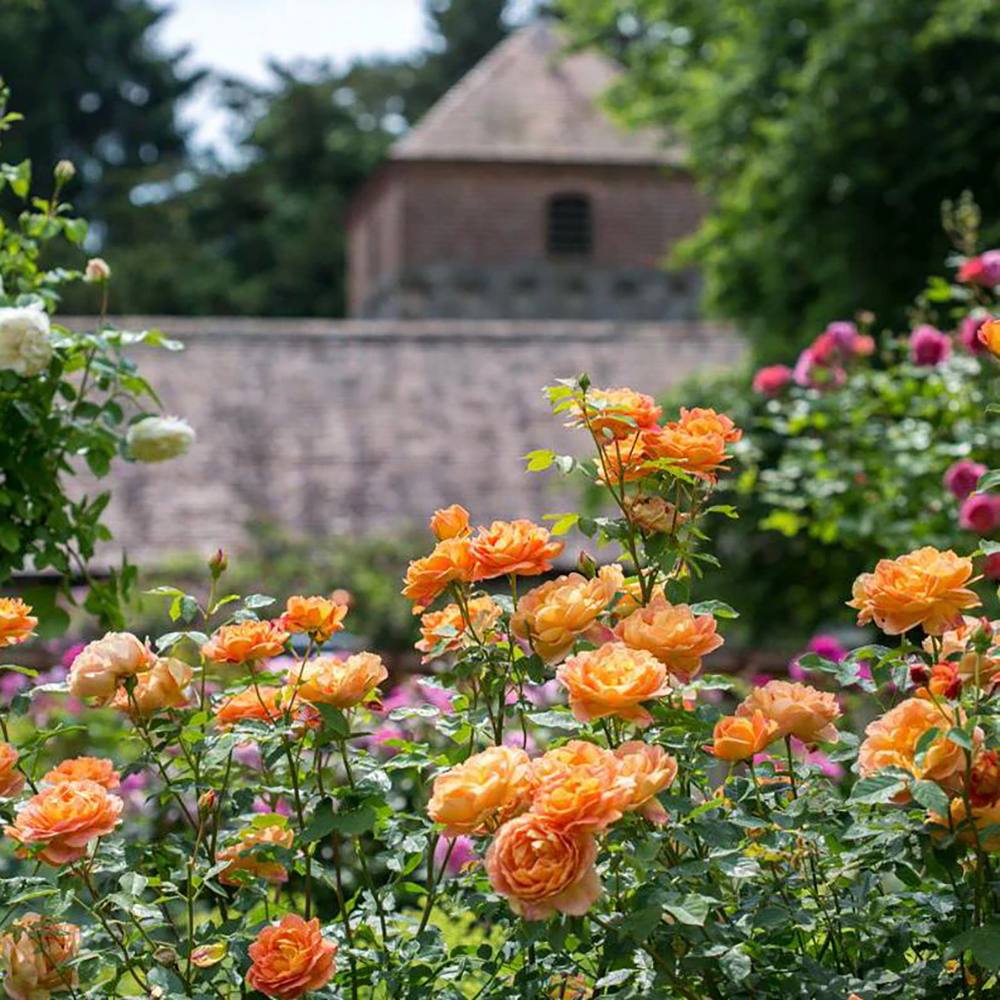 Trandafir Lady of Shalott, cu flori portocalii foarte parfumate