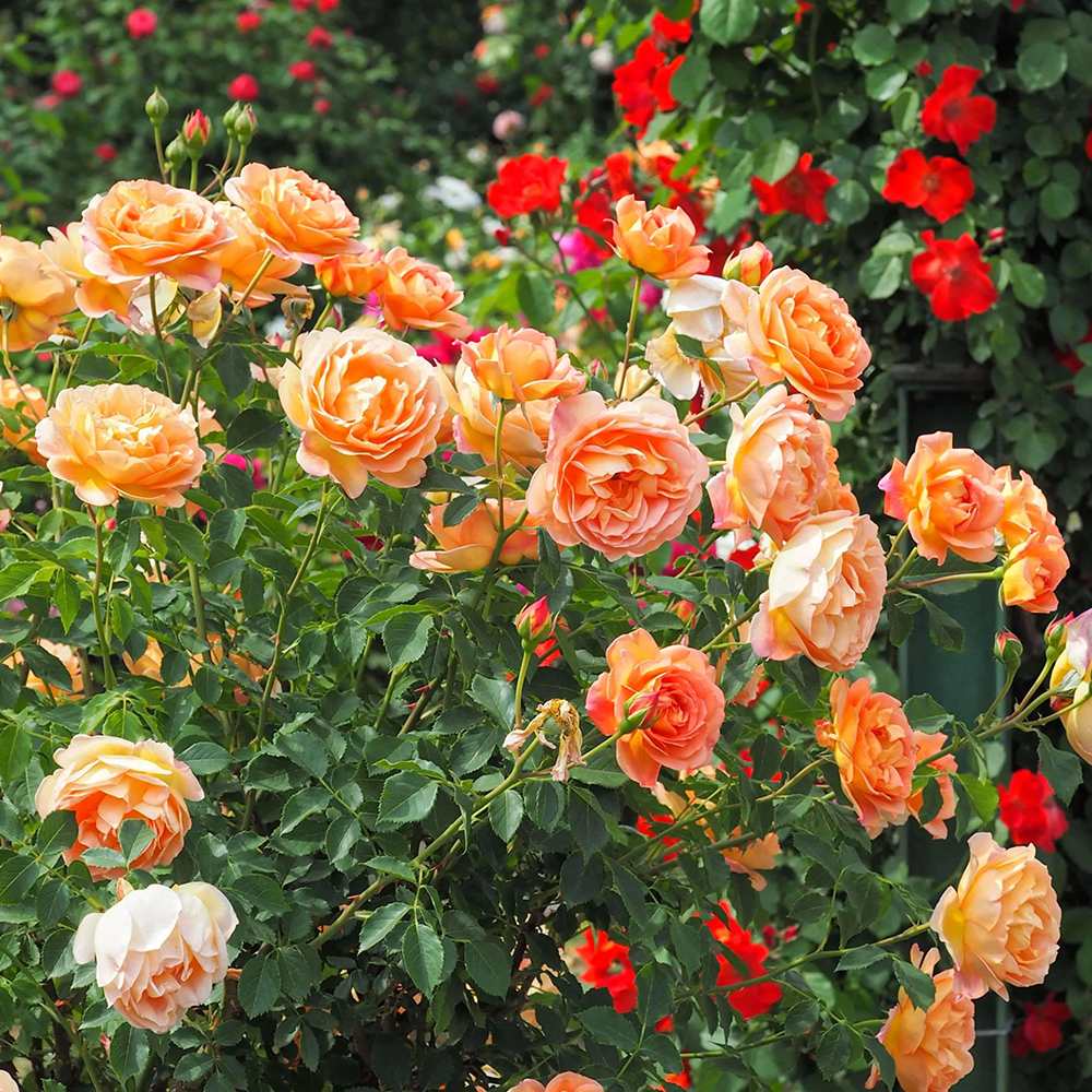 Trandafir Lady of Shalott, cu flori portocalii foarte parfumate