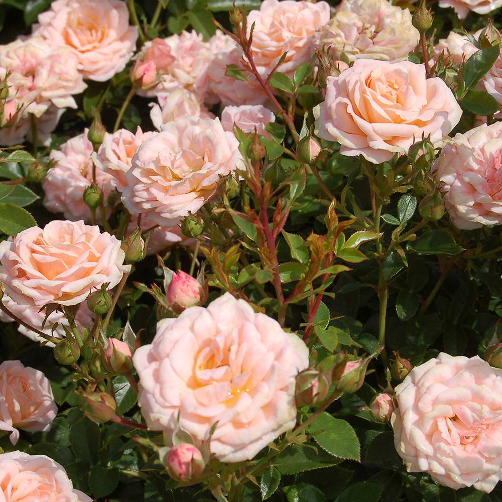 Trandafir Pitic Floribunda crem-piersica Peach Clementine, inflorire repetata
