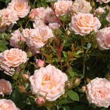 Trandafir Pitic Floribunda crem-piersica Peach Clementine, inflorire repetata