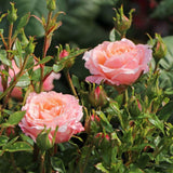 Trandafir Pitic Floribunda crem-piersica Peach Clementine, inflorire repetata
