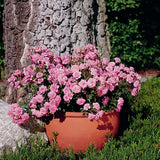 Trandafir Pitic Floribunda roz Sugar Baby, intens parfumat