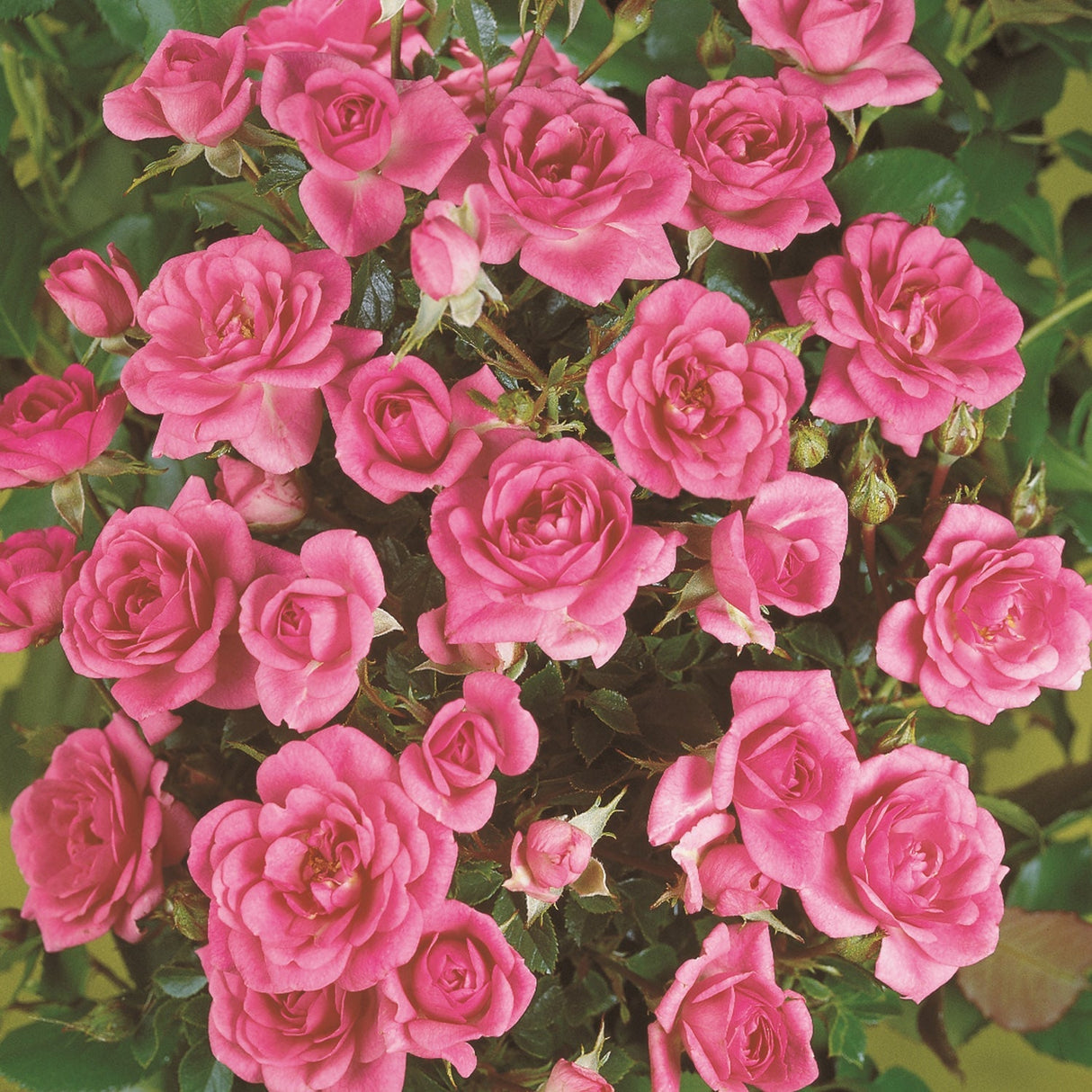 Trandafir Pitic Floribunda roz Sugar Baby, intens parfumat