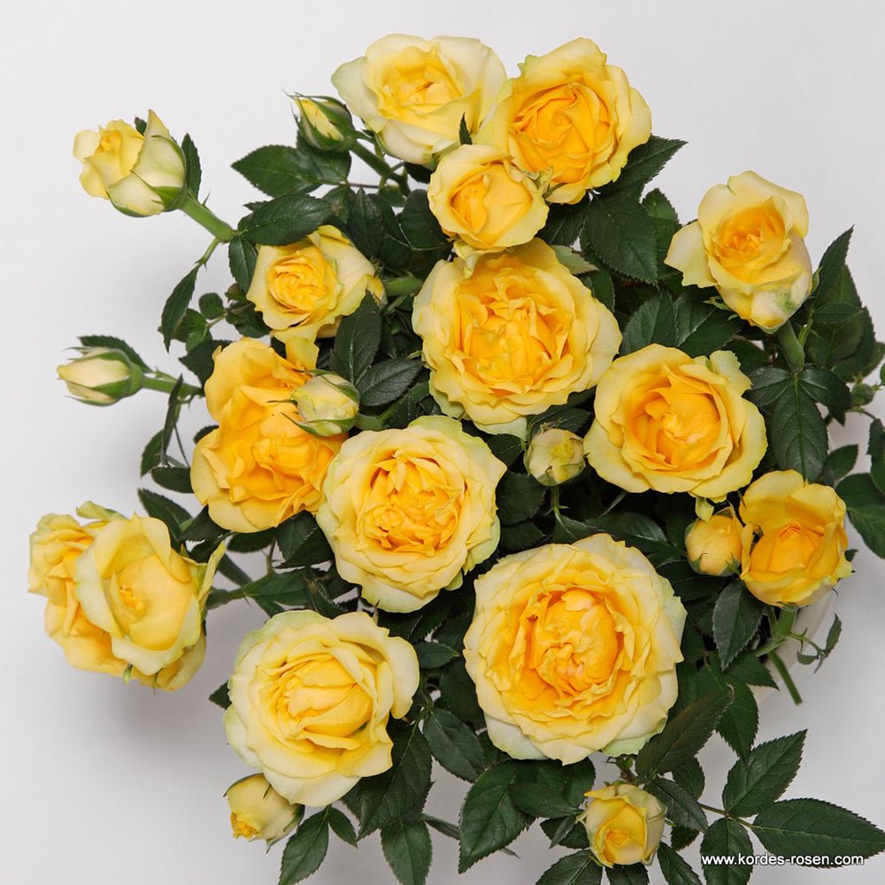 Trandafir Pitic galben Kordana Golden Aloha