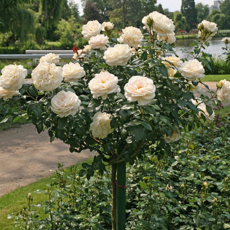 Lions-Rose бяло-кайсиева роза Pomisor, многократен цъфтеж