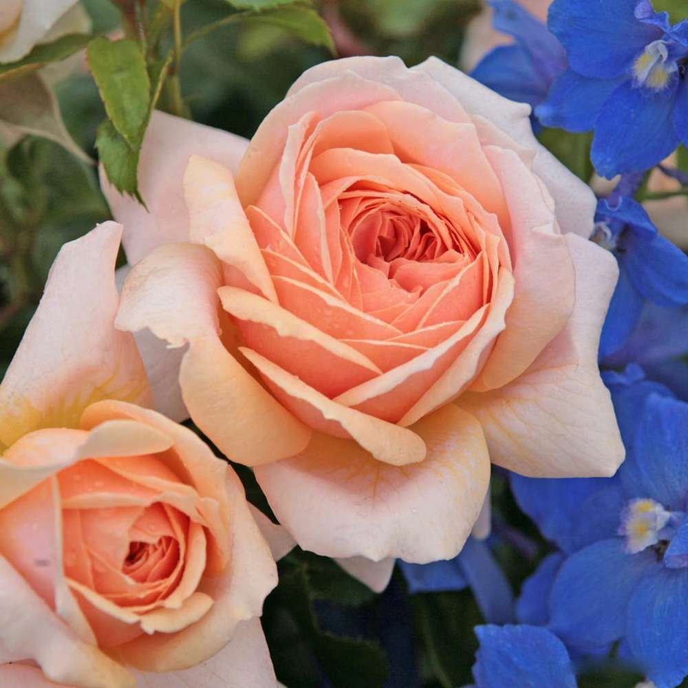 Trandafir Pomisor crem Garden of Roses, inflorire repetata