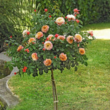 Trandafir Pomisor Floribunda roz-cais Marie Curie, inflorire repetata