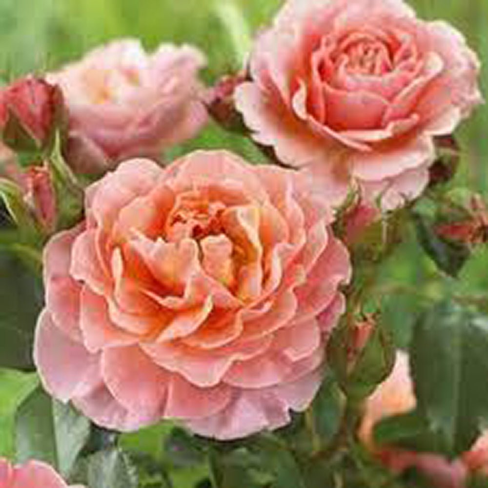 Trandafir Pomisor Floribunda roz-cais Marie Curie, inflorire repetata