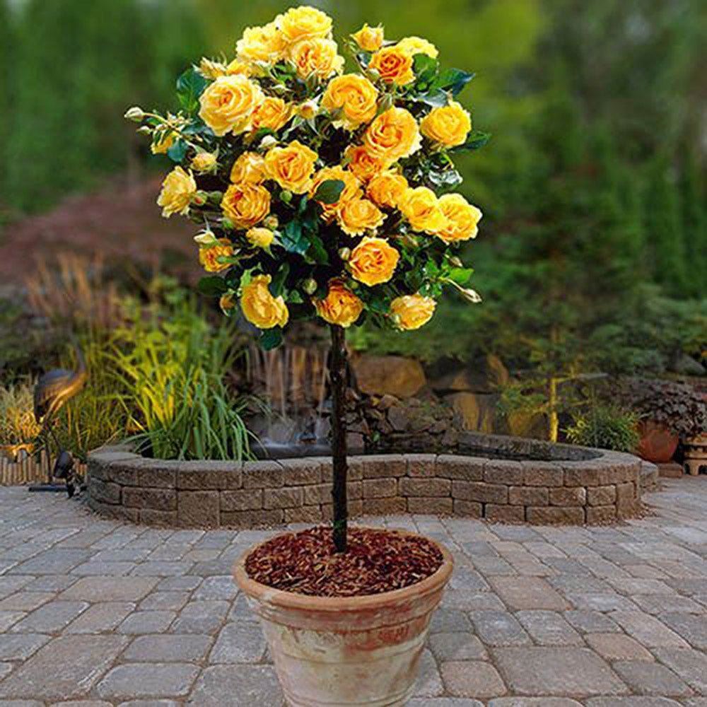 Trandafir Pomisor galben Royal Yellow, inflorire repetata