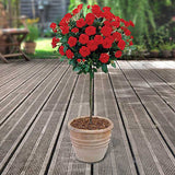 Trandafir Pomisor rosu Red Romanza, parfum intens