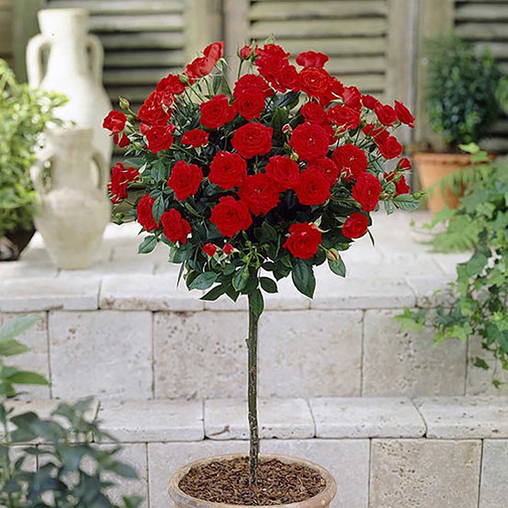 Trandafir Pomisor rosu Red Romanza, parfum intens
