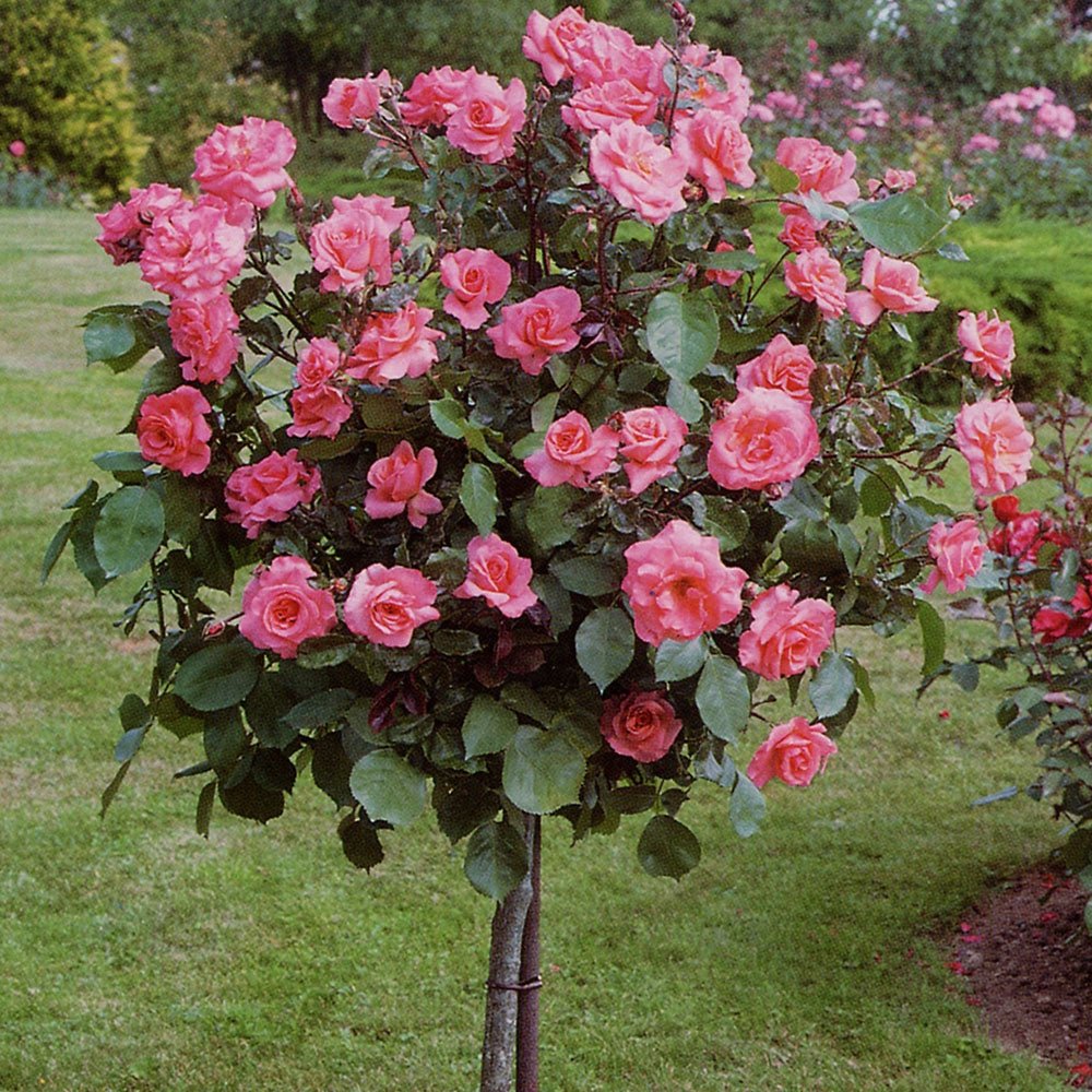 Trandafir Pomisor roz-cais Augusta Louise, inflorire repetata