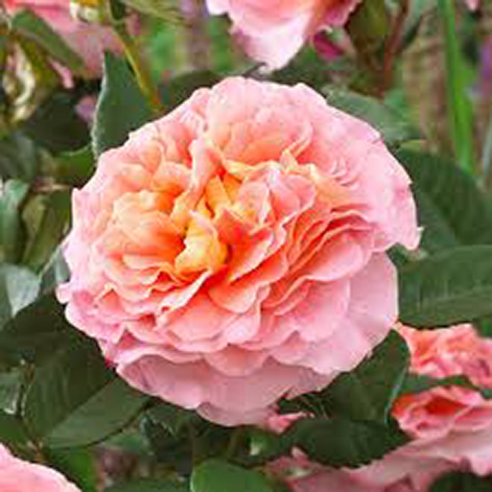 Trandafir Pomisor roz-cais Augusta Louise, inflorire repetata