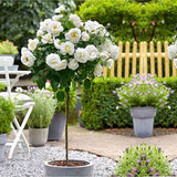 Trandafir Pomisor alb Sirius, inflorire repetata