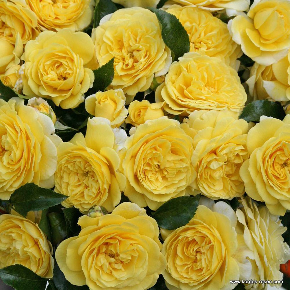 Trandafir Floribunda galben Solero, inflorire repetata