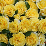 Trandafir Floribunda galben Solero, inflorire repetata