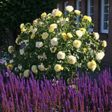 Trandafir Floribunda galben Solero, inflorire repetata