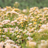 Trandafir tarator Galben Yellow Fairy, inflorire repetata