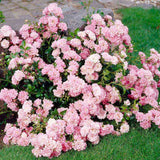 Trandafir tarator roz The Fairy, inflorire repetata