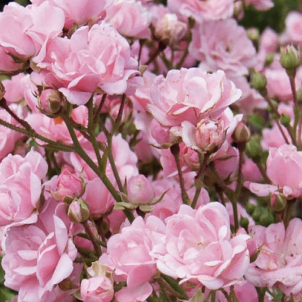 Trandafir tarator roz The Fairy, inflorire repetata