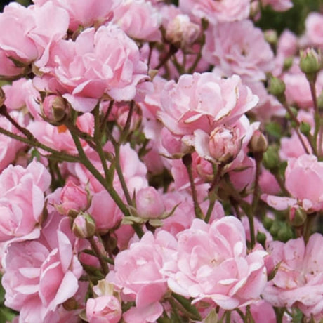 Trandafir tarator roz The Fairy, inflorire repetata