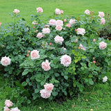 Trandafir Teahibrid roz-portelan Aphrodite, inflorire repetata