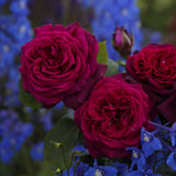 Trandafir Teahibrid purpuriu-violet Contesa Diana, parfum intens