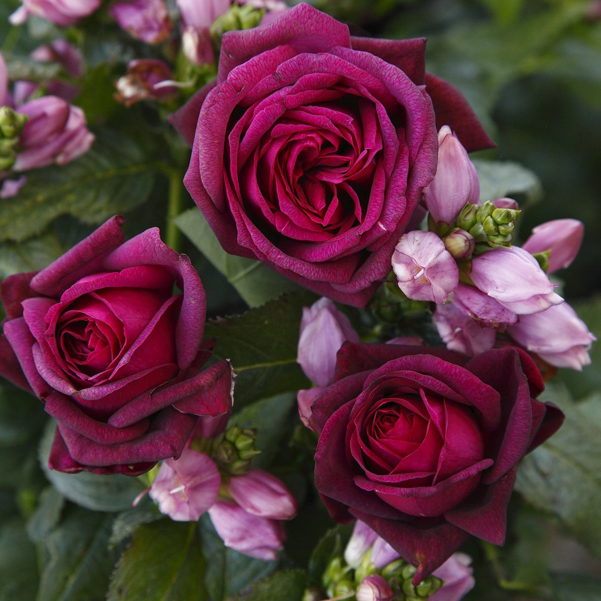 Trandafir Teahibrid purpuriu-violet Contesa Diana, parfum intens