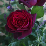 Trandafir Teahibrid purpuriu-violet Contesa Diana, parfum intens