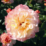 Trandafir Teahibrid galben-piersic Aquarell, parfum intens