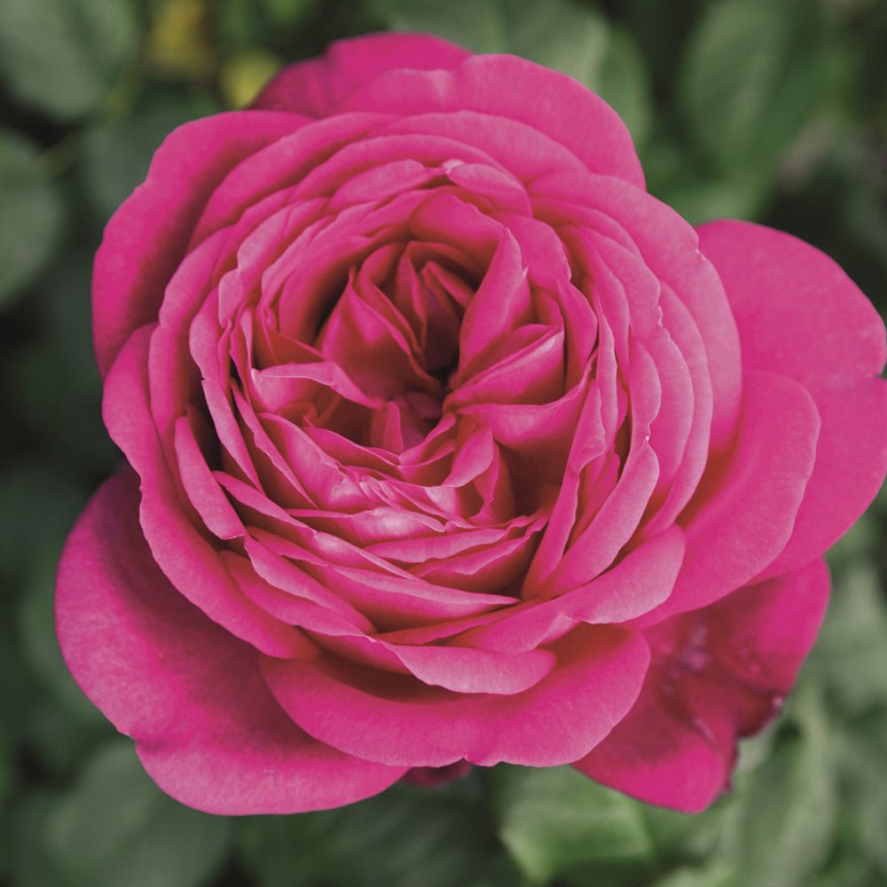 Trandafir Teahibrid roz-purpuriu Goethe-Rose, cu parfum intens
