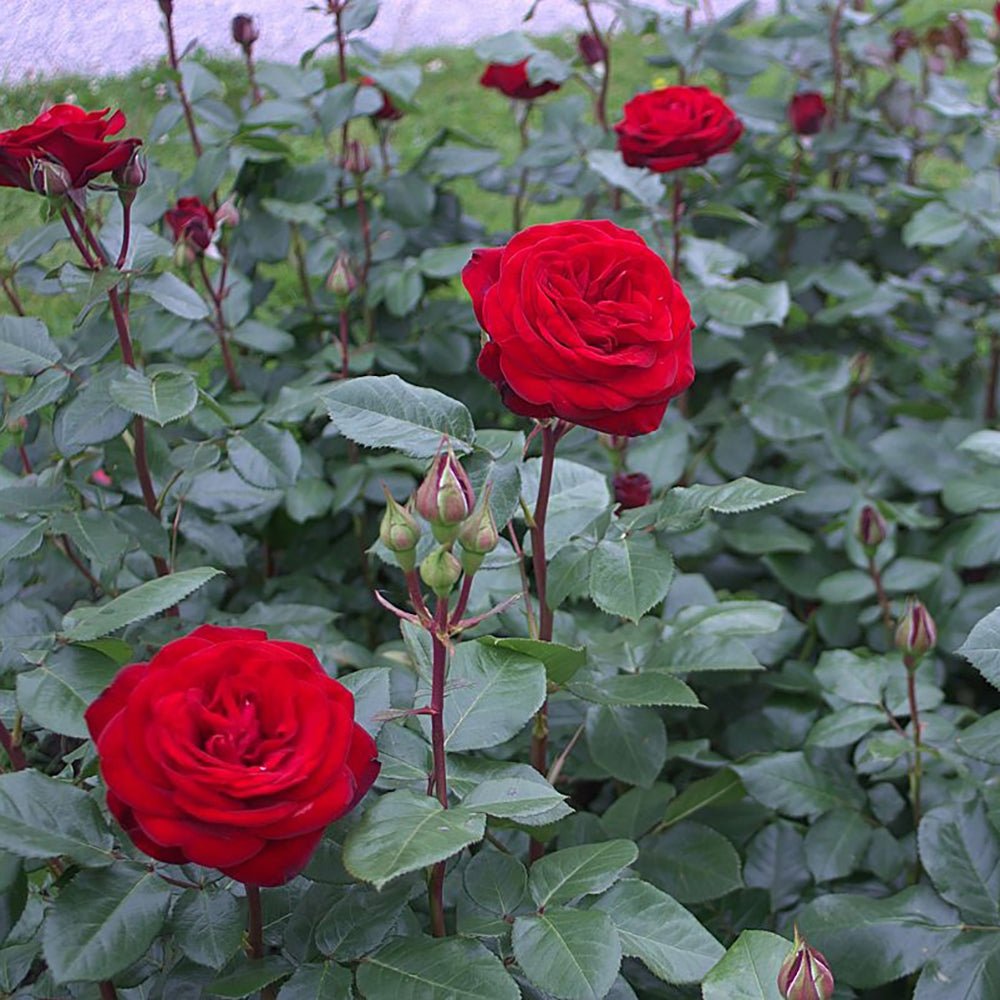 Trandafir Teahibrid rosu-carmin Marlene, cu parfum intens