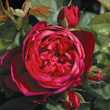Trandafir Teahibrid purpuriu Ascot, inflorire repetata