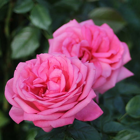 Trandafir Teahibrid roz-pink Romina, cu parfum intens