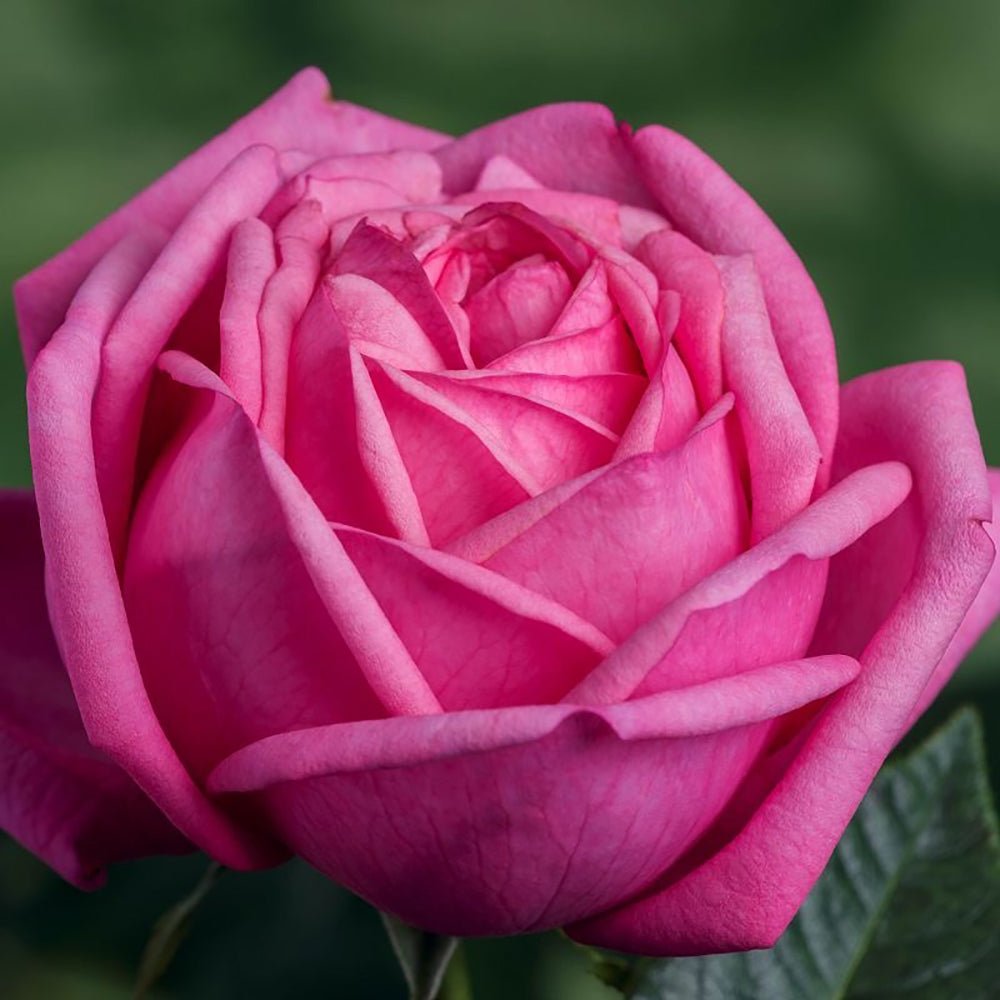 Trandafir Teahibrid roz-pink Romina, cu parfum intens