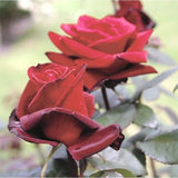 Trandafir Teahibrid rosu-inchis Barkarole, cu parfum intens