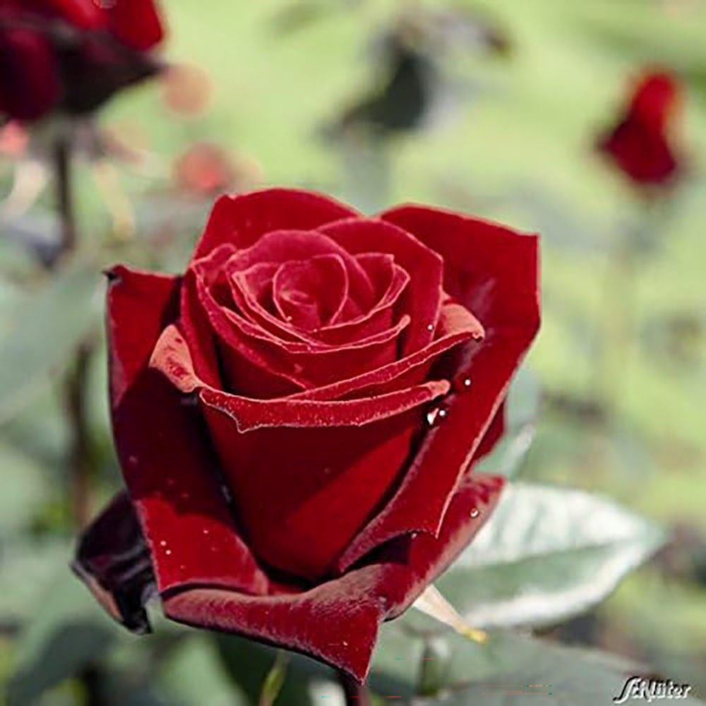 Trandafir Teahibrid rosu-inchis Barkarole, cu parfum intens