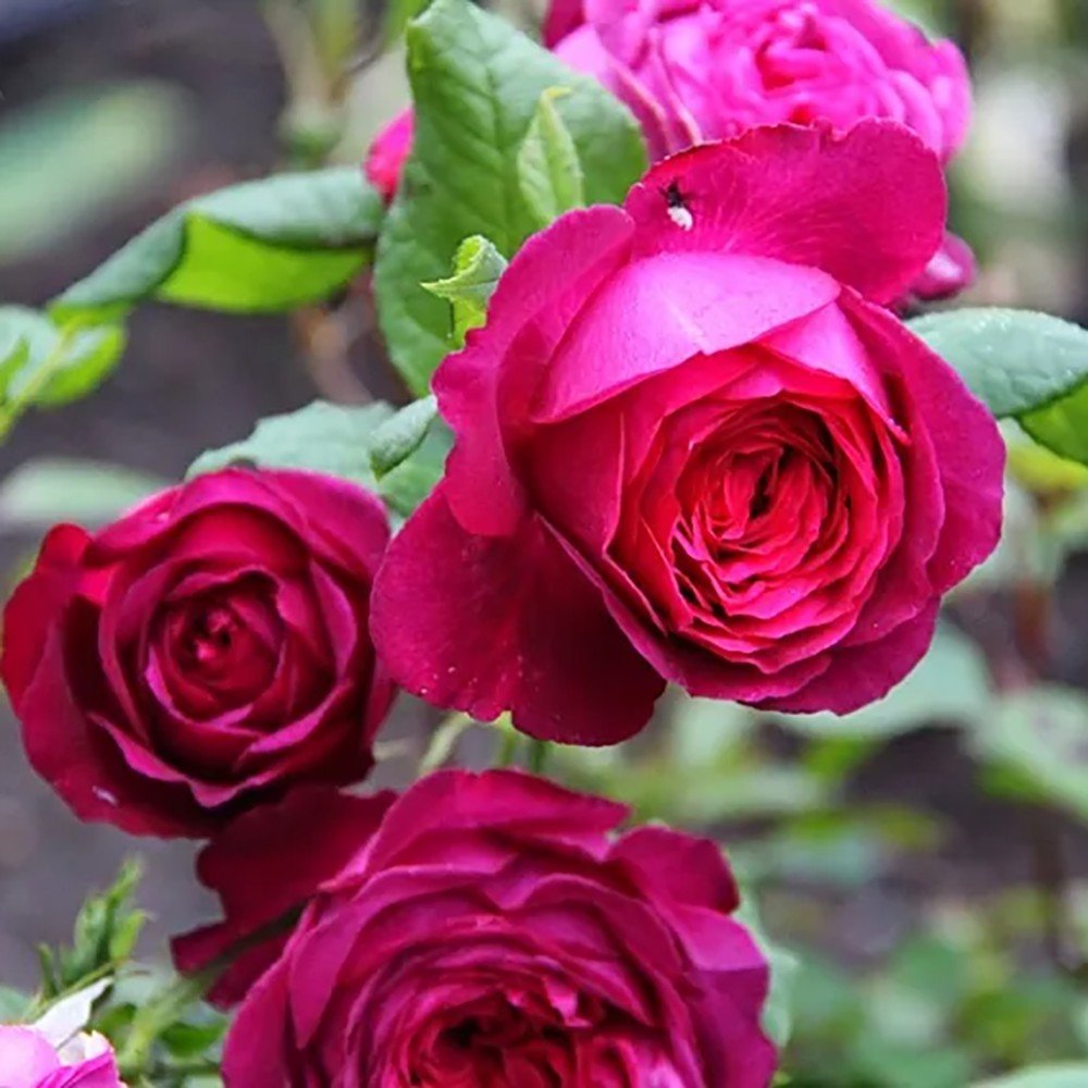 Trandafir Teahibrid roz-purpuriu Goethe-Rose, cu parfum intens