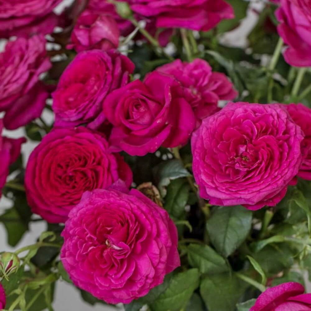 Trandafir Teahibrid roz-purpuriu Goethe-Rose, cu parfum intens