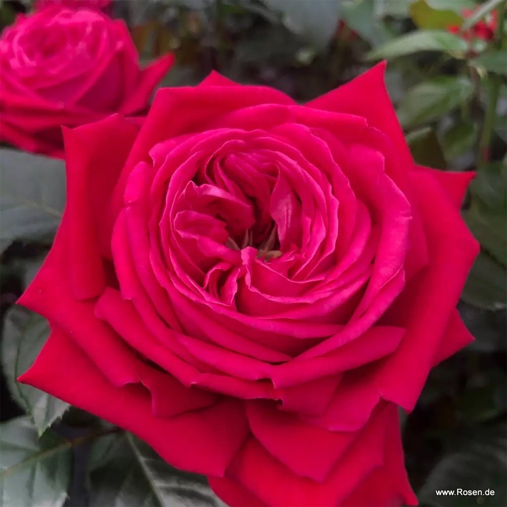 Trandafir teahibrid rosu-rubiniu Ruby Kiss, inflorire repetata