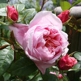 Trandafir Teahibrid roz-deschis Schoene Maid, cu parfum intens