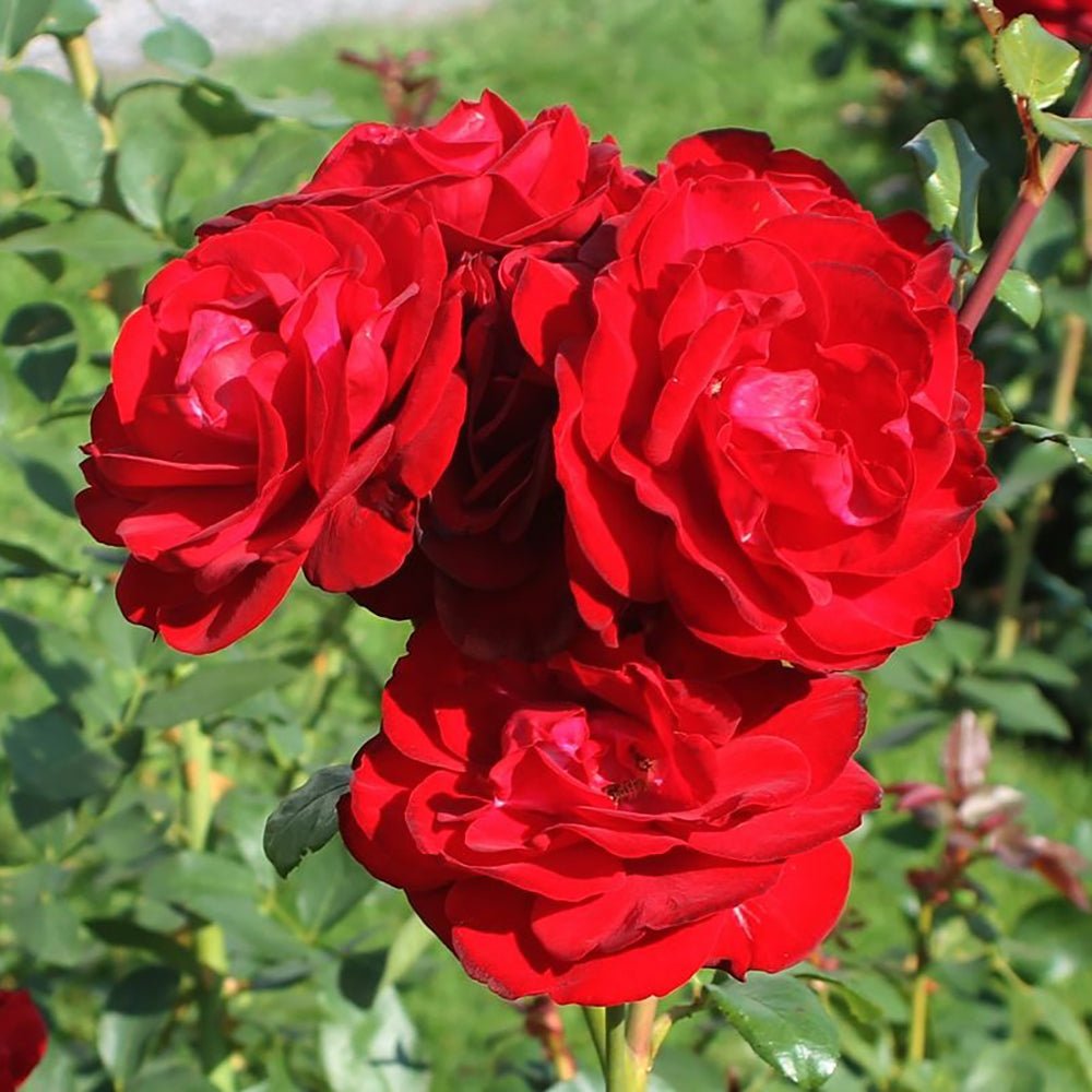 Trandafir Teahibrid rosu Stortebeker, parfum intens