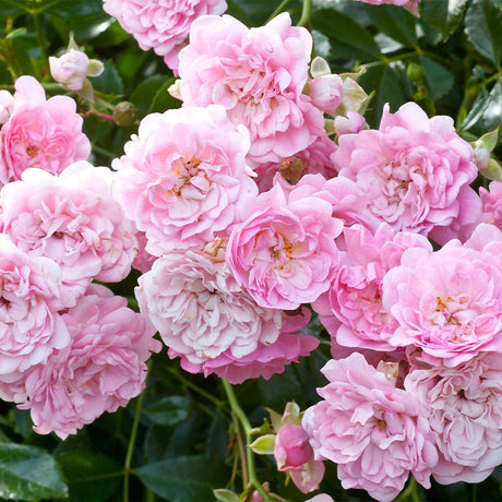 Trandafir tarator roz The Fairy, inflorire repetata