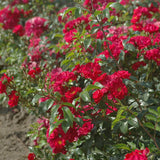 Trandafir tarator rosu The Fairy King, inflorire repetata