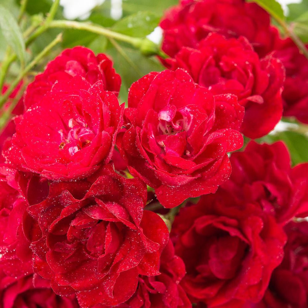 Trandafir tarator rosu The Fairy King, inflorire repetata