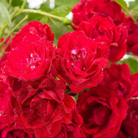 Trandafir tarator rosu The Fairy King, inflorire repetata