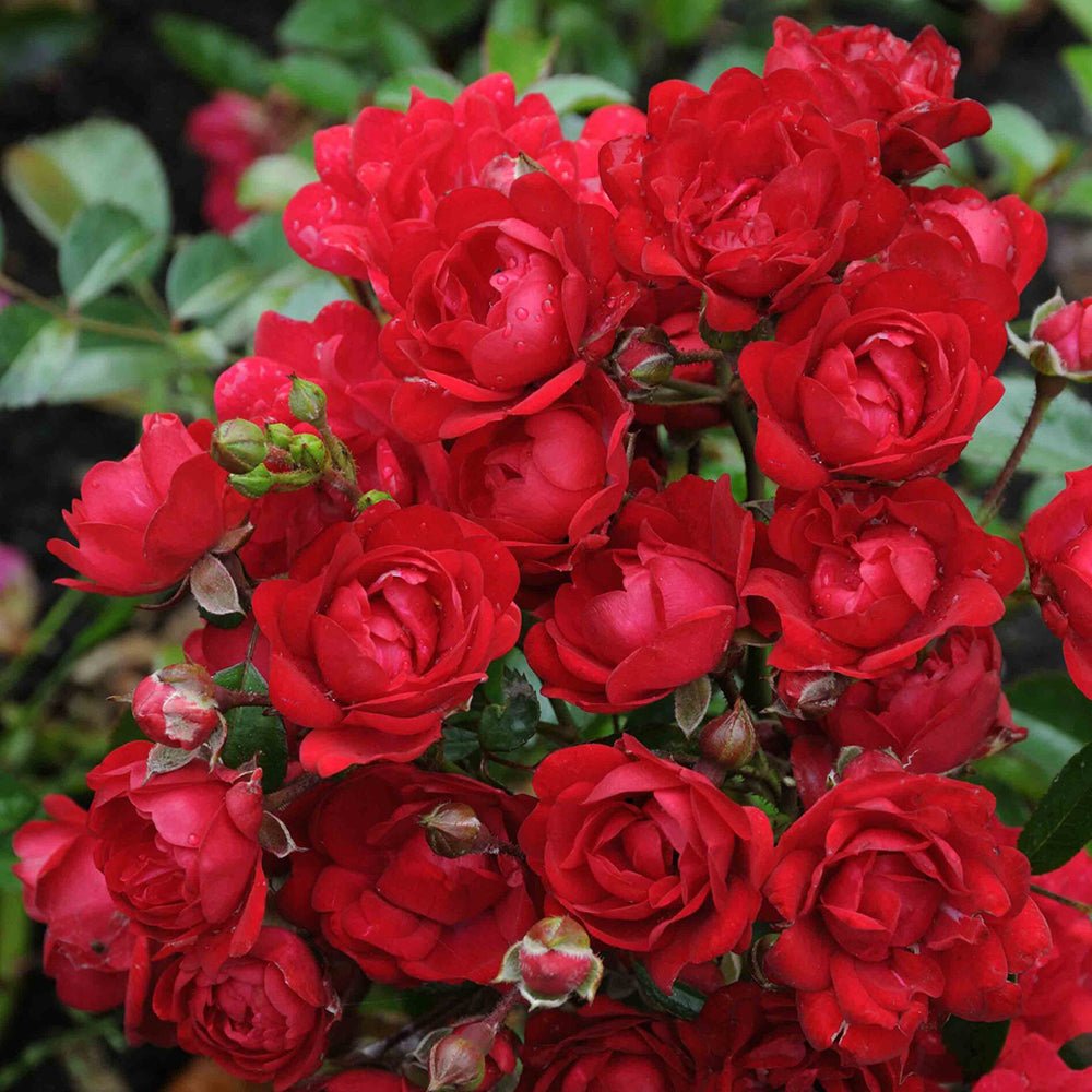 Trandafir tarator rosu The Fairy King, inflorire repetata