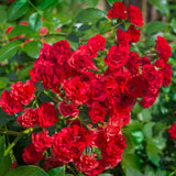 Trandafir tarator rosu The Fairy King, inflorire repetata