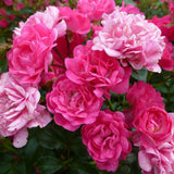 Trandafir Pomisor roz-magenta The Lovely Fairy, inflorire repetata